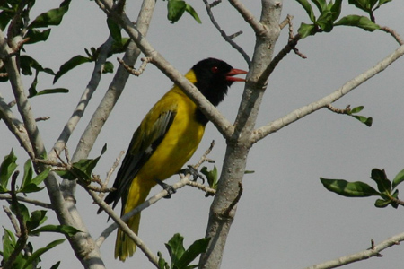 african black-headed oriole
