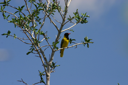 african black-headed oriole2