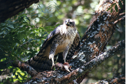 african goshawk