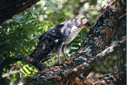 african goshawk2