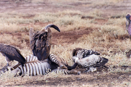 african white-backed vulture
