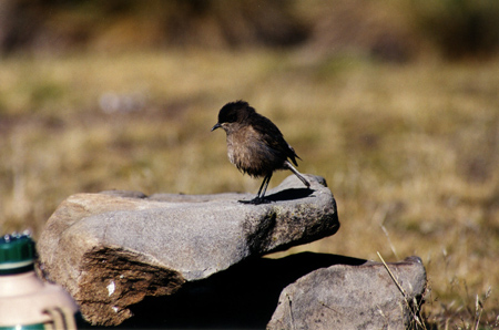alpine chat