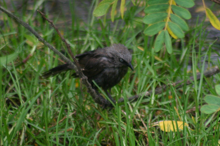 arrow-marked babbler