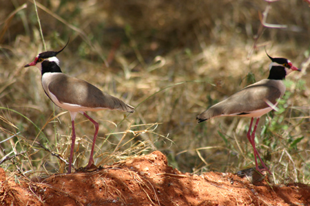 black-headed lapwing2