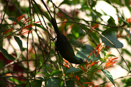 bronze sunbird