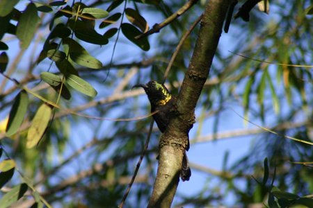 bronze sunbird2