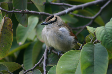 brown-crowned thagra