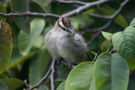 brown-crowned thagra2