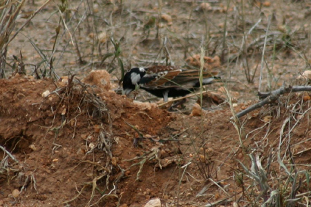 chestnut-backed sparrow-lark
