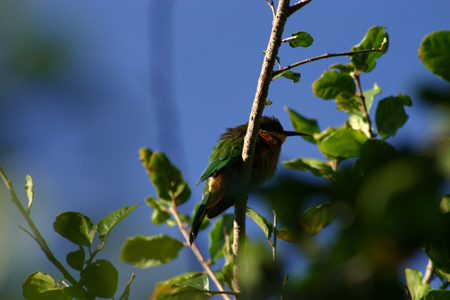 cinnamon-chested bee-eater