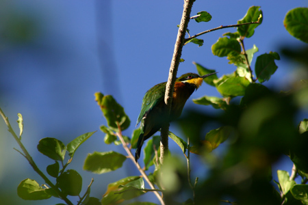 cinnamon-chested bee-eater2