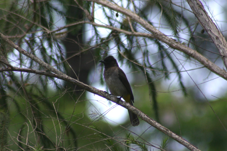 common bulbul