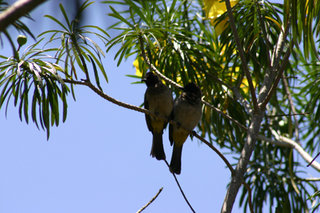common bulbul2