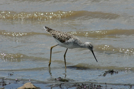 common greenshank