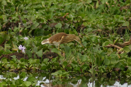 common squacco heron