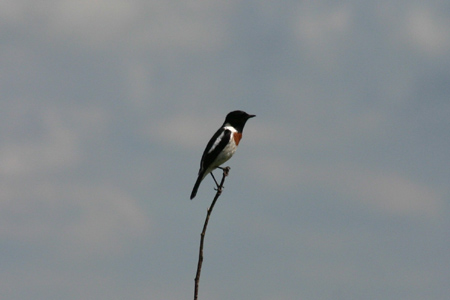 common stonechat