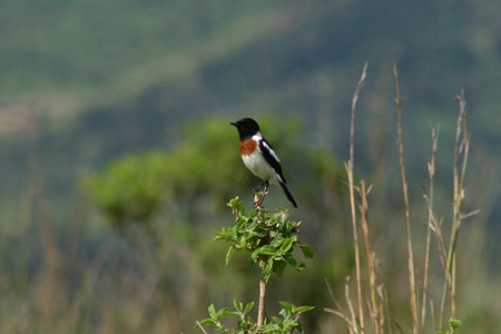 common stonechat2