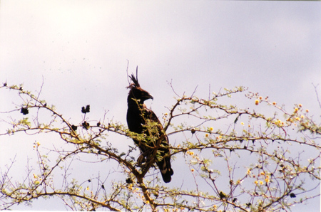 crested eagle