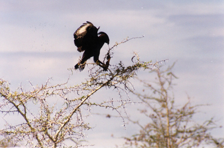 crested eagle2