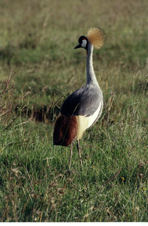 crowned crane