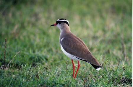 crowned lapwing