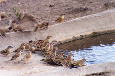 cut-throat finch