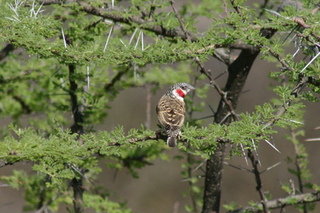 cut-throat finch2