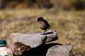 alpine chat