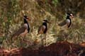 black-headed lapwing