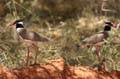 black-headed lapwing2