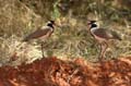 black-headed lapwing3