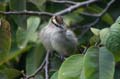 brown-crowned thagra2