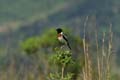 common stonechat2
