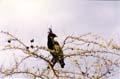 crested eagle