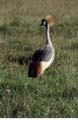 crowned crane