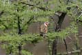 cut-throat finch2