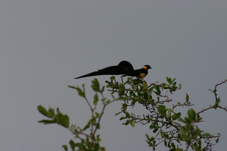 eastern paradise-whydah