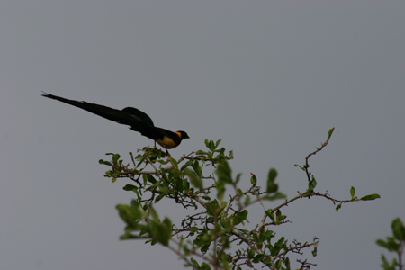 eastern paradise-whydah2