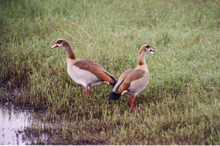 egyptian goose
