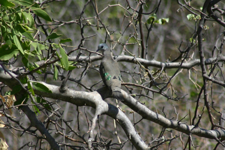emerald-spotted wood-dove