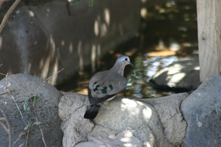 emerald-spotted wood-dove2