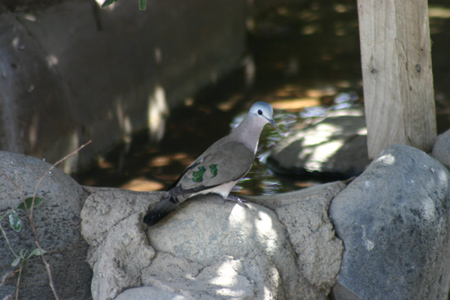 emerald-spotted wood-dove3