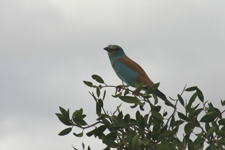 europen roller2