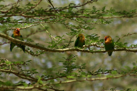 fisher's lovebird