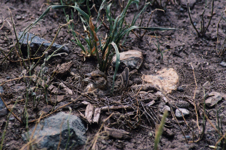 fisher's sparrow-lark nest