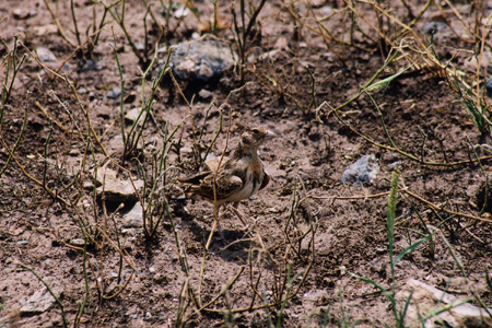 fisher's sparrow-lark