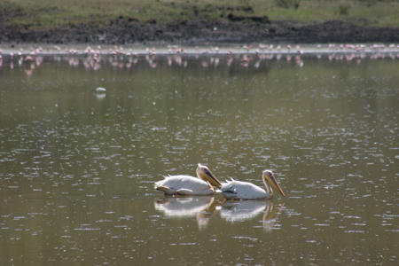 great white pelican