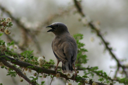 grey-capped social weaver3