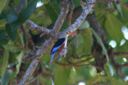 grey-headed kingfisher