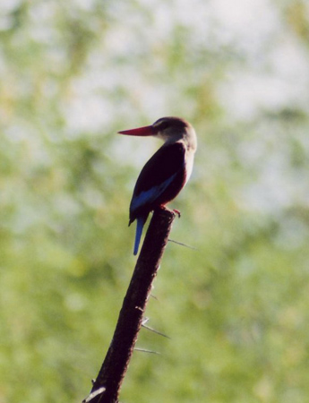 grey-headed kingfisher2